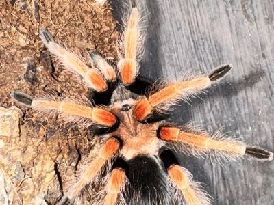 Mexican fire leg tarantula