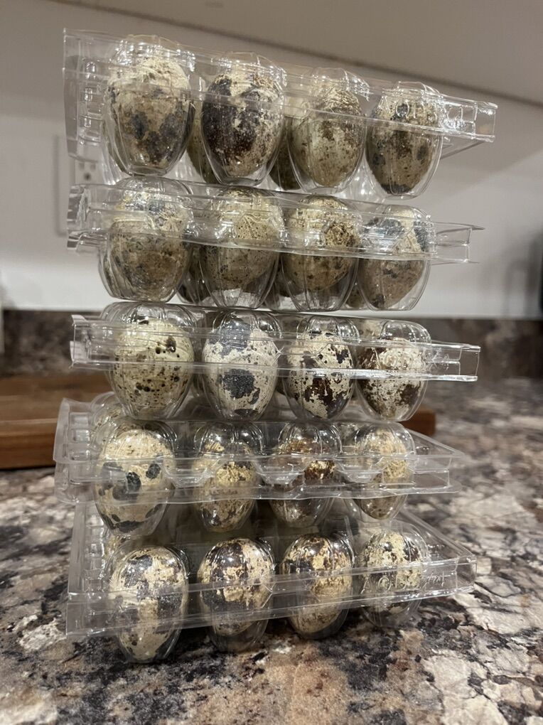 Coturnix Quail Eggs!