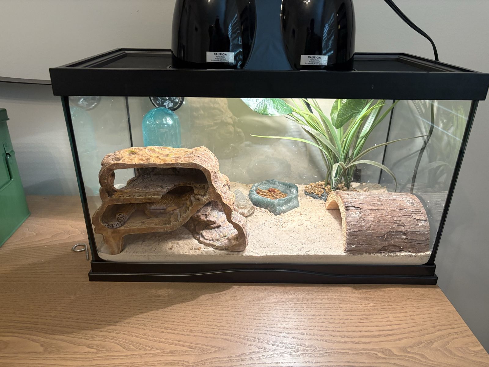 Leopard gecko and tank