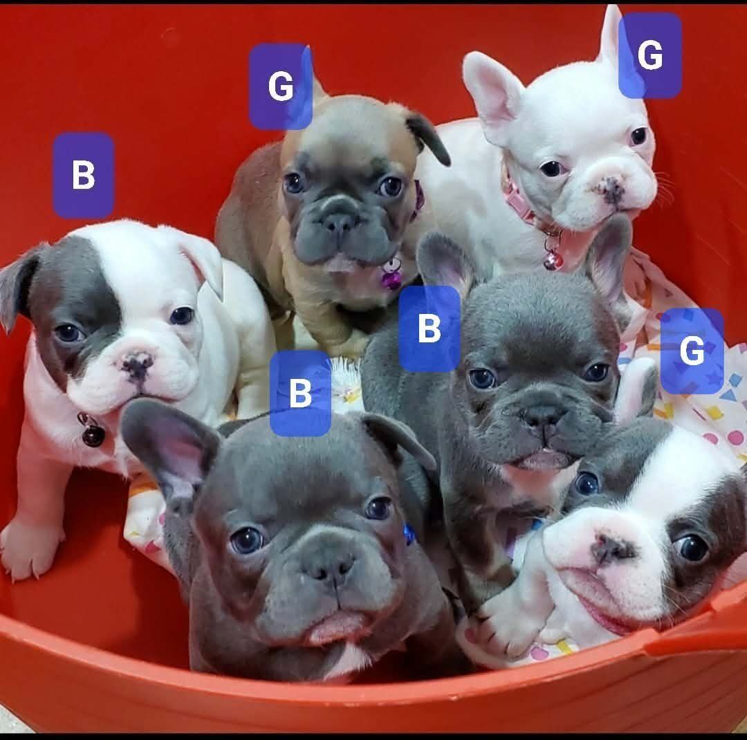 Adorable and Beautiful French Bulldog Puppies.Variable priced.see details