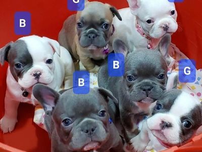 Adorable and Beautiful French Bulldog Puppies.Variable priced.see details