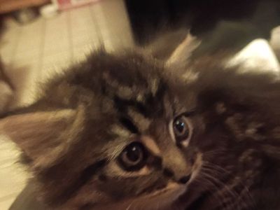 male tabby kitten born April 30 fluffy.long hair