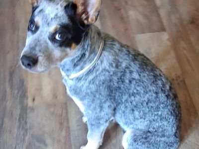 Purebred Blue Heeler Pup