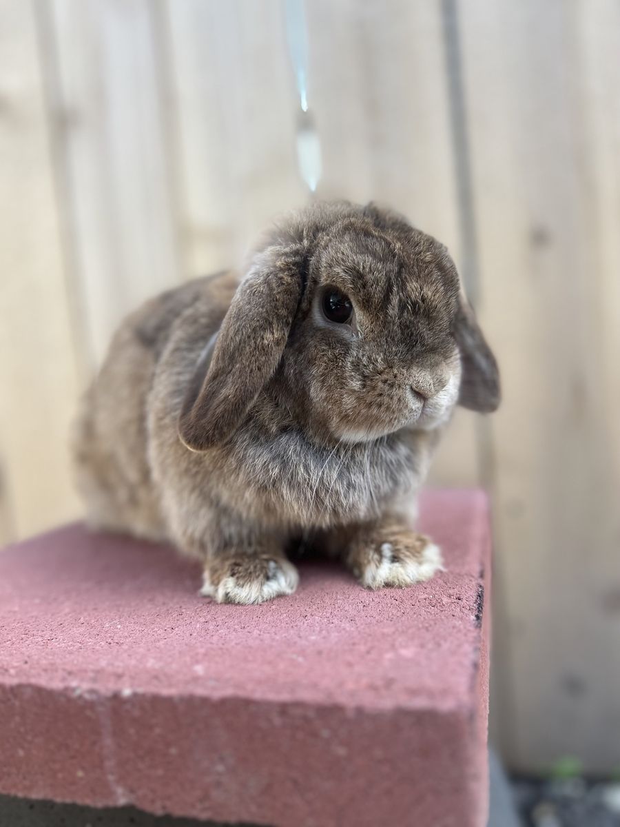 Holland Lop Doe 2 Years! (Pet Home)