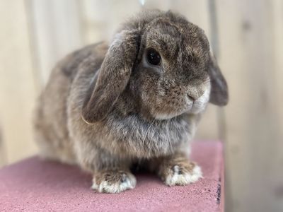 Holland Lop Doe 2 Years! (Pet Home)