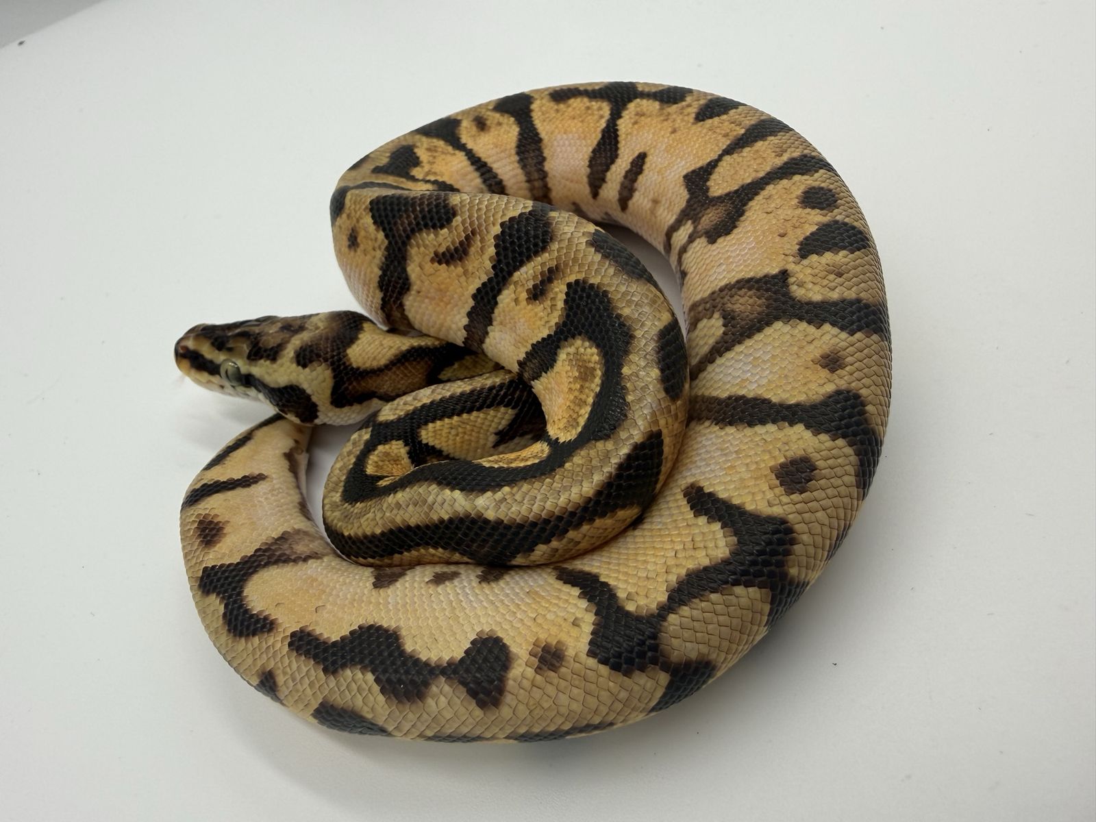 Male: Enchi Spotnose Pastel Het Pied 50% Het VPI