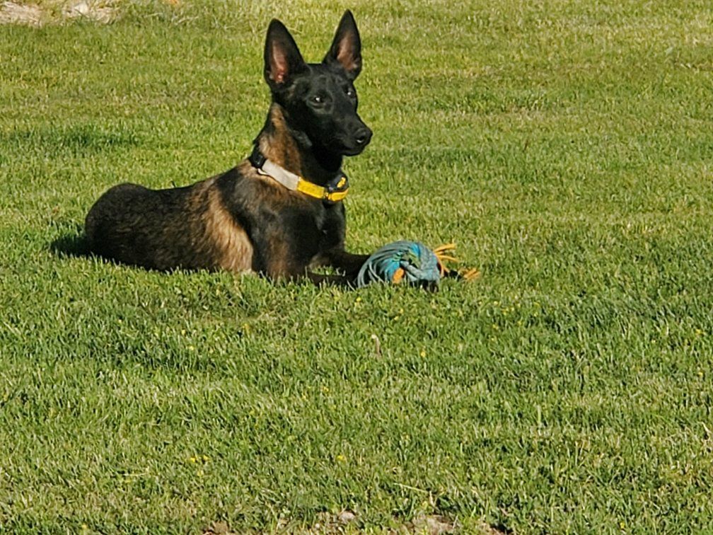 BELGIAN MALINOIS young puppy  2 females available