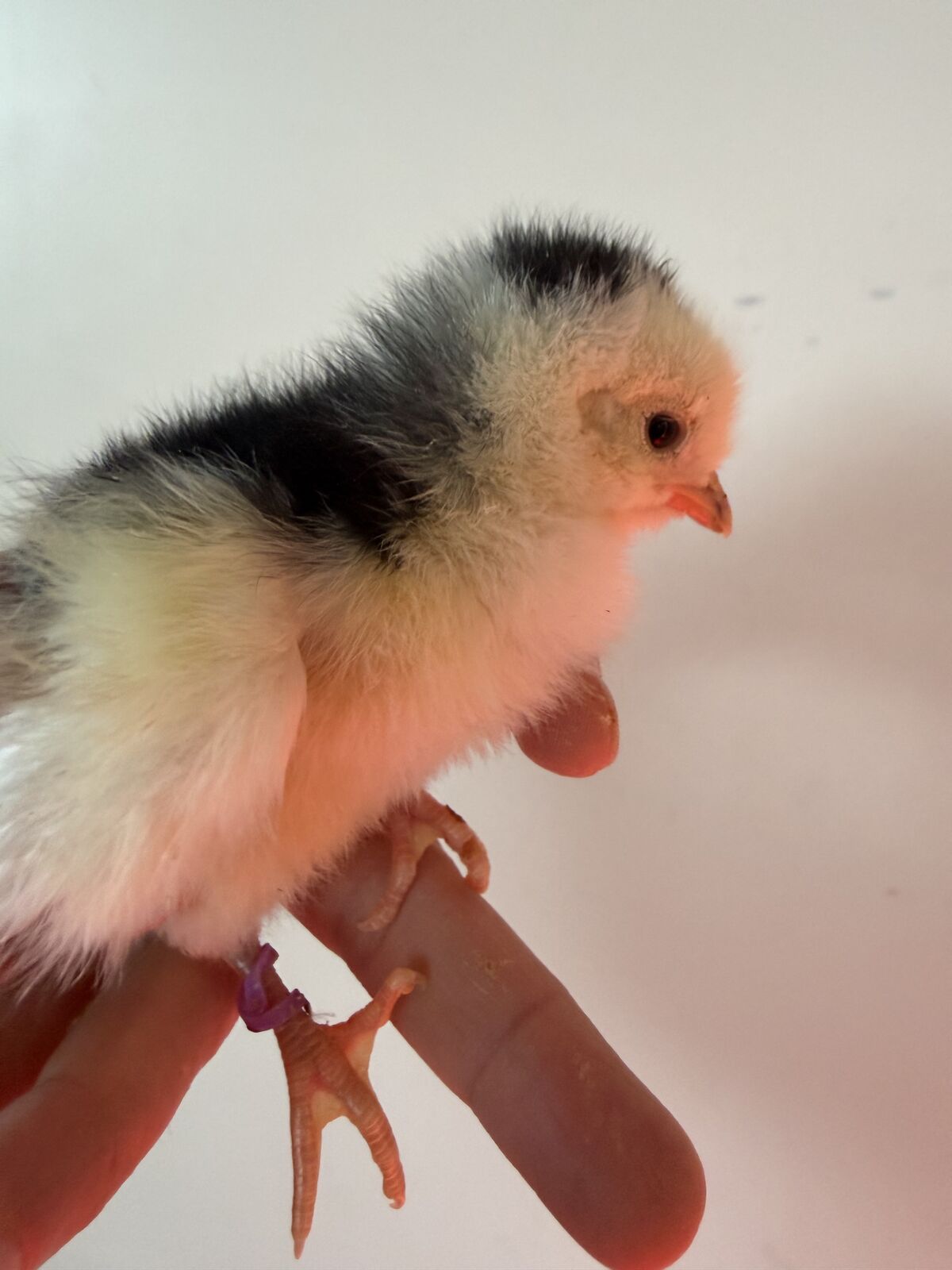 Mottled Java chicks females pullets