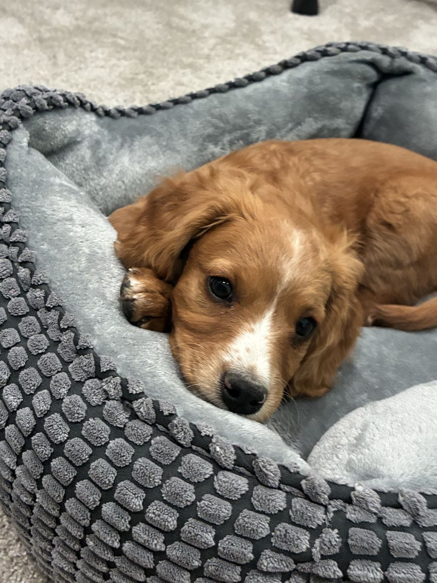 Mini Cavapoo male red