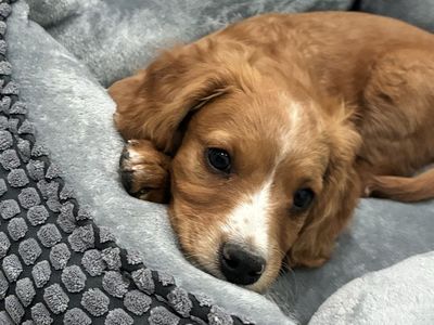 Mini Cavapoo male red