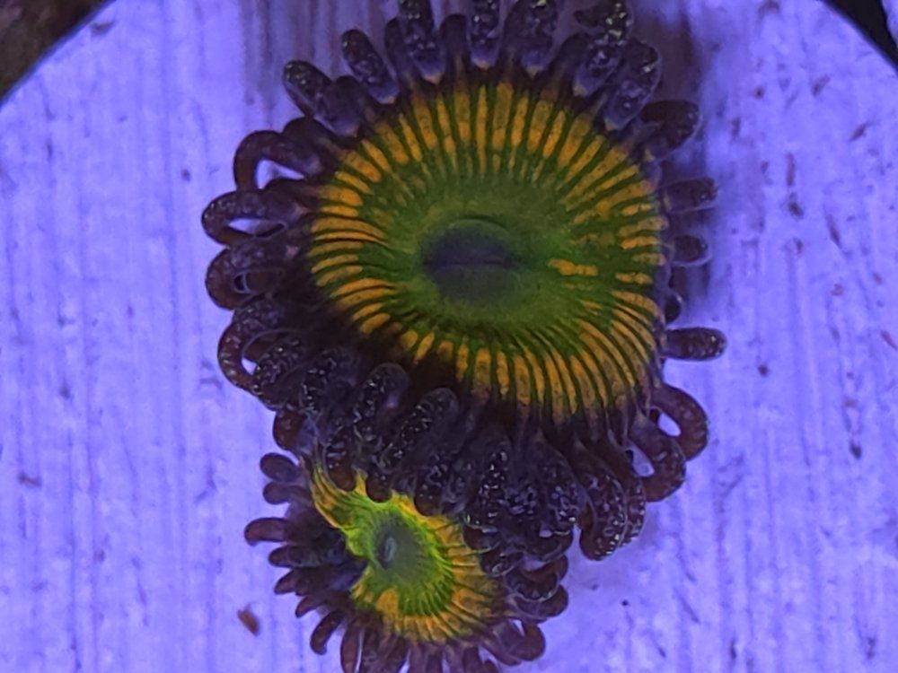 Main image 5