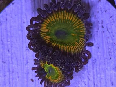 Zoa's