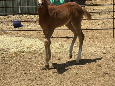 AQHA Watch Joe jack filly