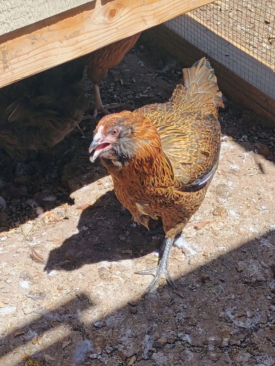 AMERICANA Hen Chickens 4 months old for Sale