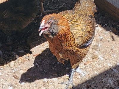 AMERICANA Hen Chickens 4 months old for Sale