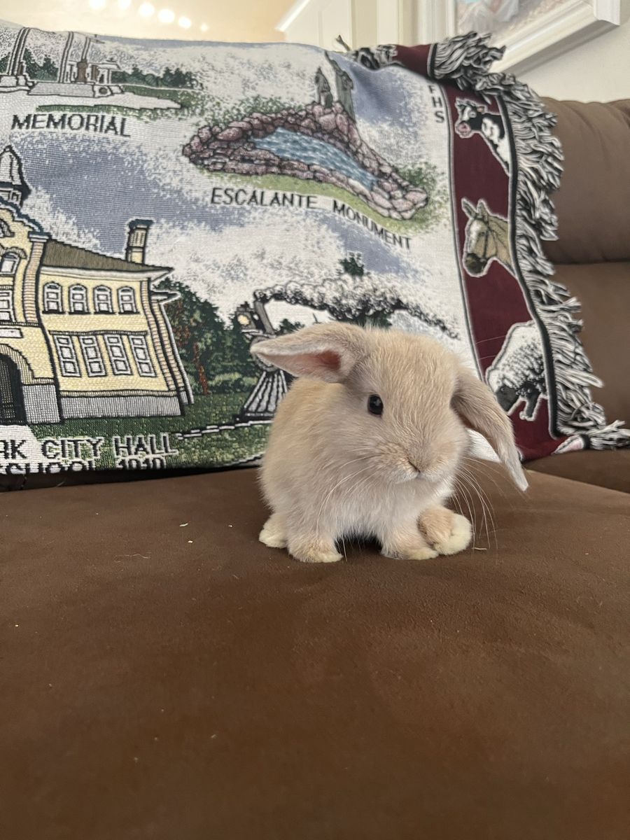 Sweet little purebred Holland Lop