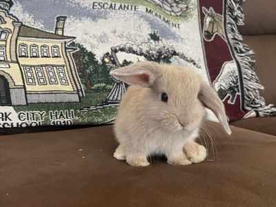 Sweet little purebred Holland Lop