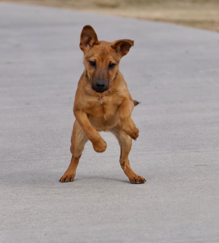 Sable 3 month old mal mix