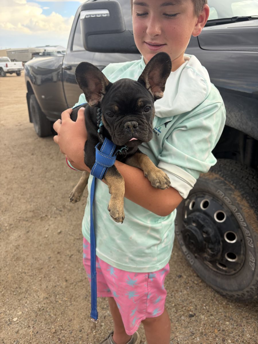 Purebred male frenchie 