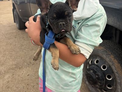 Purebred male frenchie