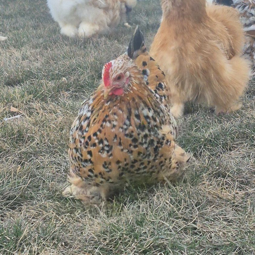 Bantam Cochin Pullets (3)