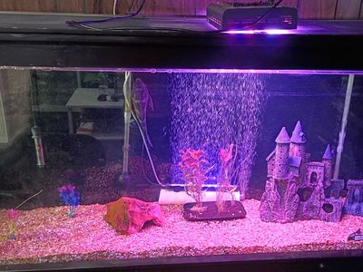 150 gallon tank