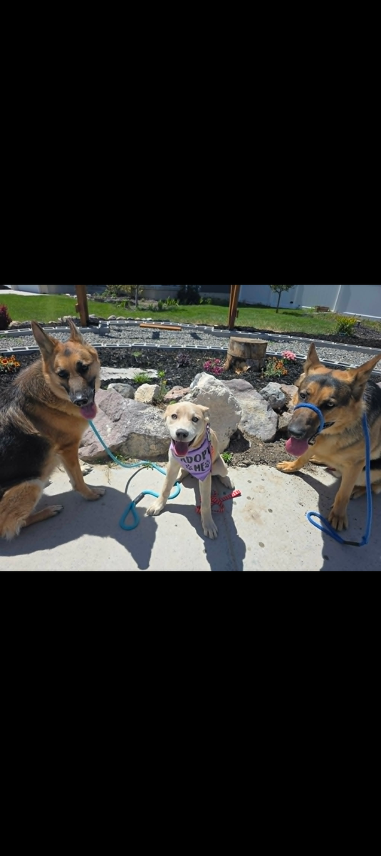 Pyrenese Mix Puppy