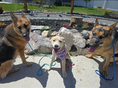 Pyrenese Mix Puppy