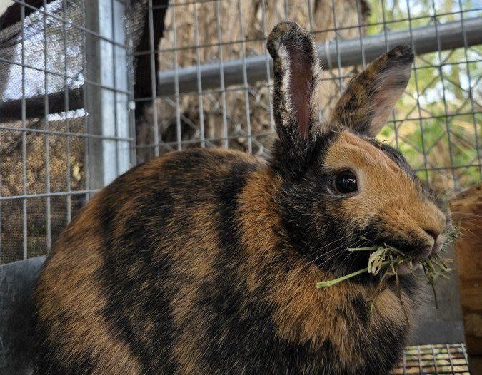 Harlequin Rabbit (Doe) and 4 Kits!
