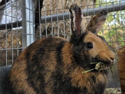 Harlequin Rabbit (Doe) and 4 Kits!
