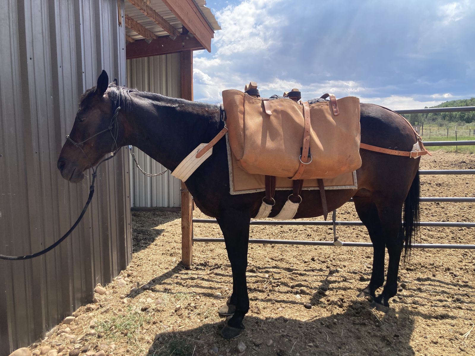 Complete Horse Pack Saddle with Tree, Blanket, and Flapped Bags - Smith and Edwards