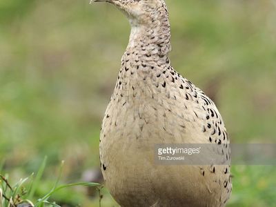 PHEASANT HENS