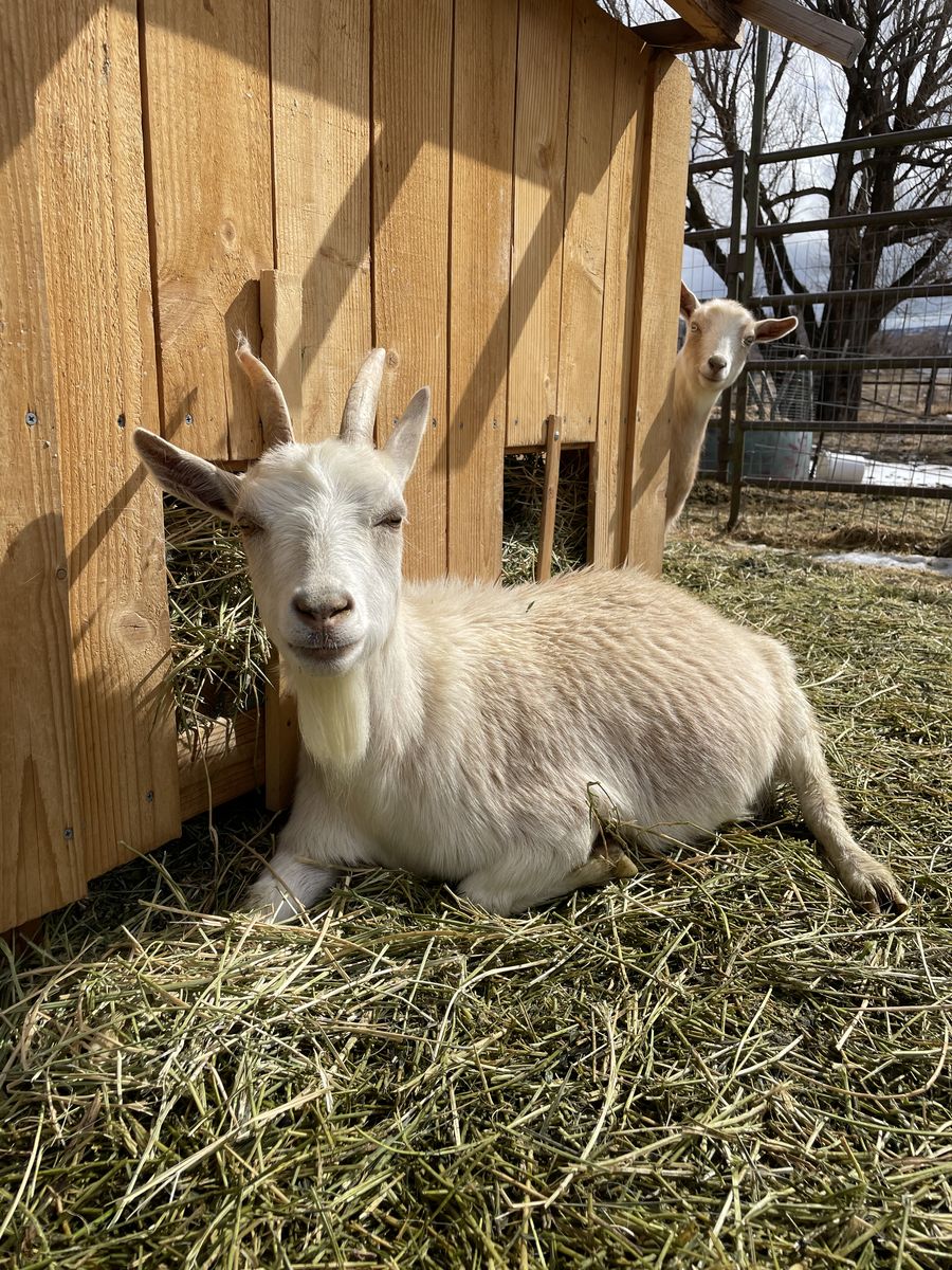 Nigerian Dwarf female Goat- Doe In Milk