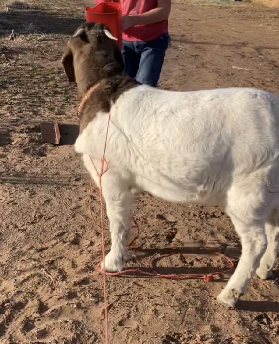 Wanting free goats or cheap goats