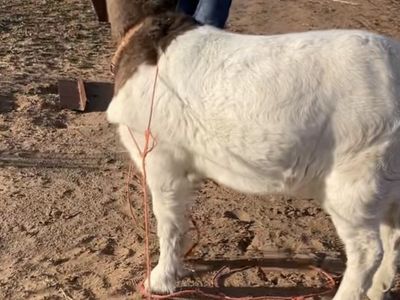 Wanting free goats or cheap goats