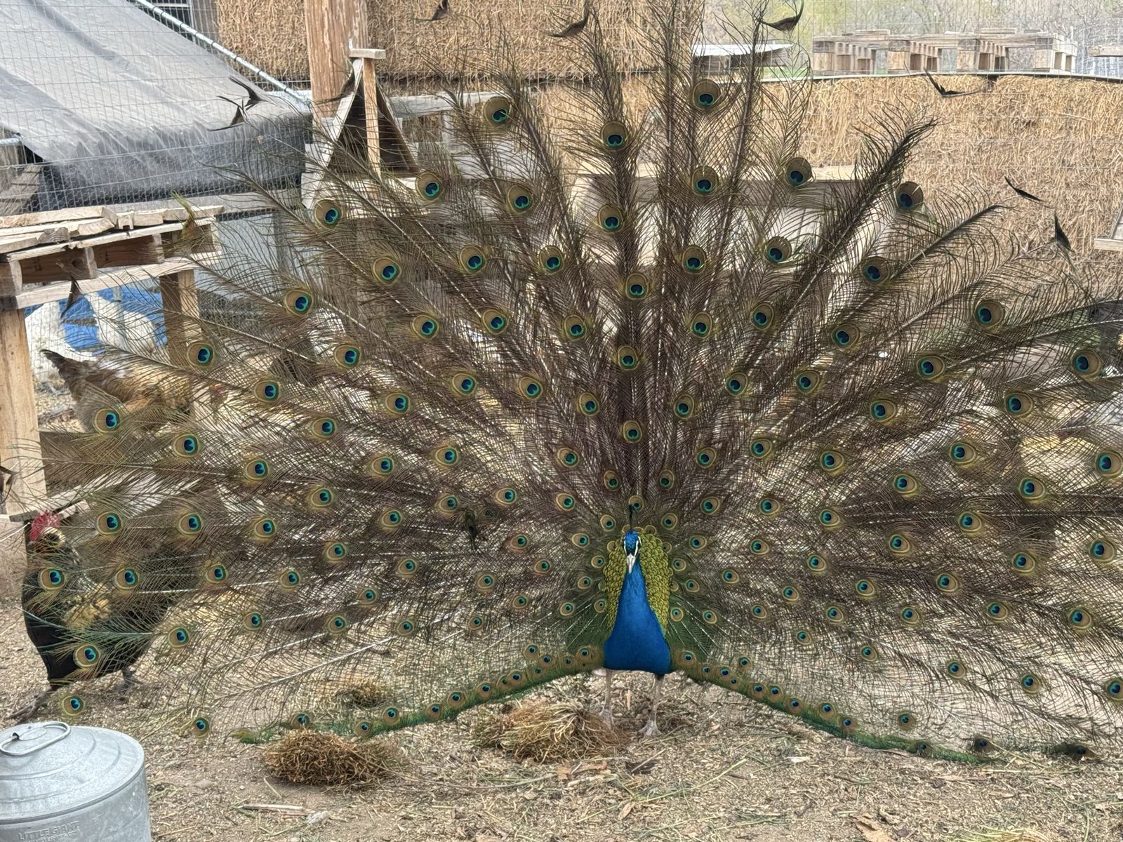 Peacocks for the pair