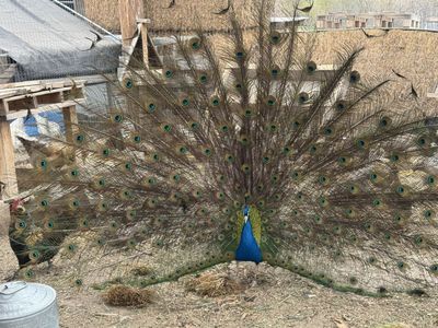 Peacocks for the pair