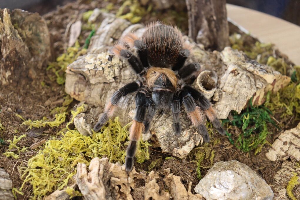 Tarantulas UPDATED 2/17/26 Males, Females, Slings…