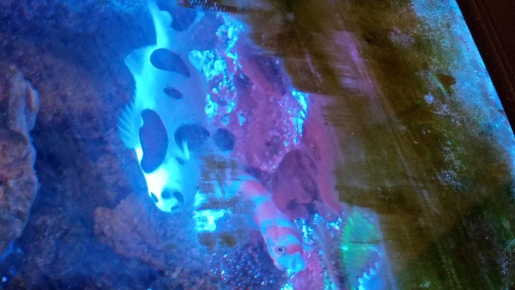 storm clown fish saltwater