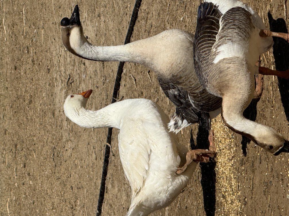 African × Embden Goslings