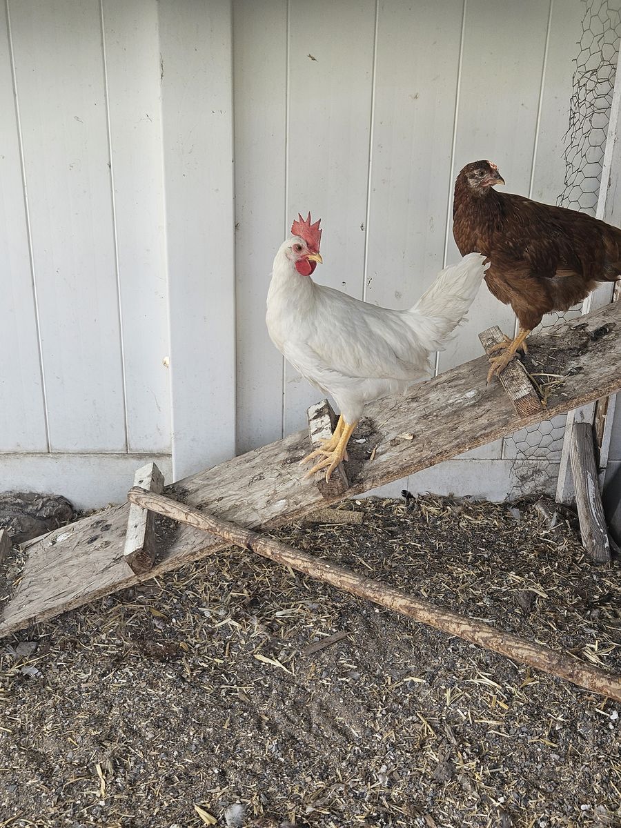 Rooster