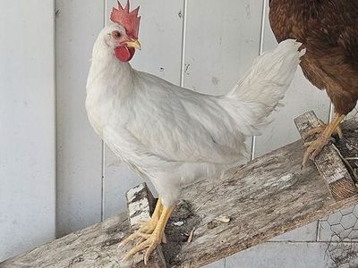 Rooster