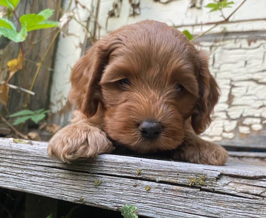 Adorable, Sweet FB1 Cockapoo Puppies.