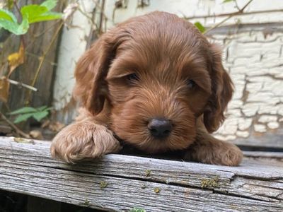 Adorable, Sweet FB1 Cockapoo Puppies.