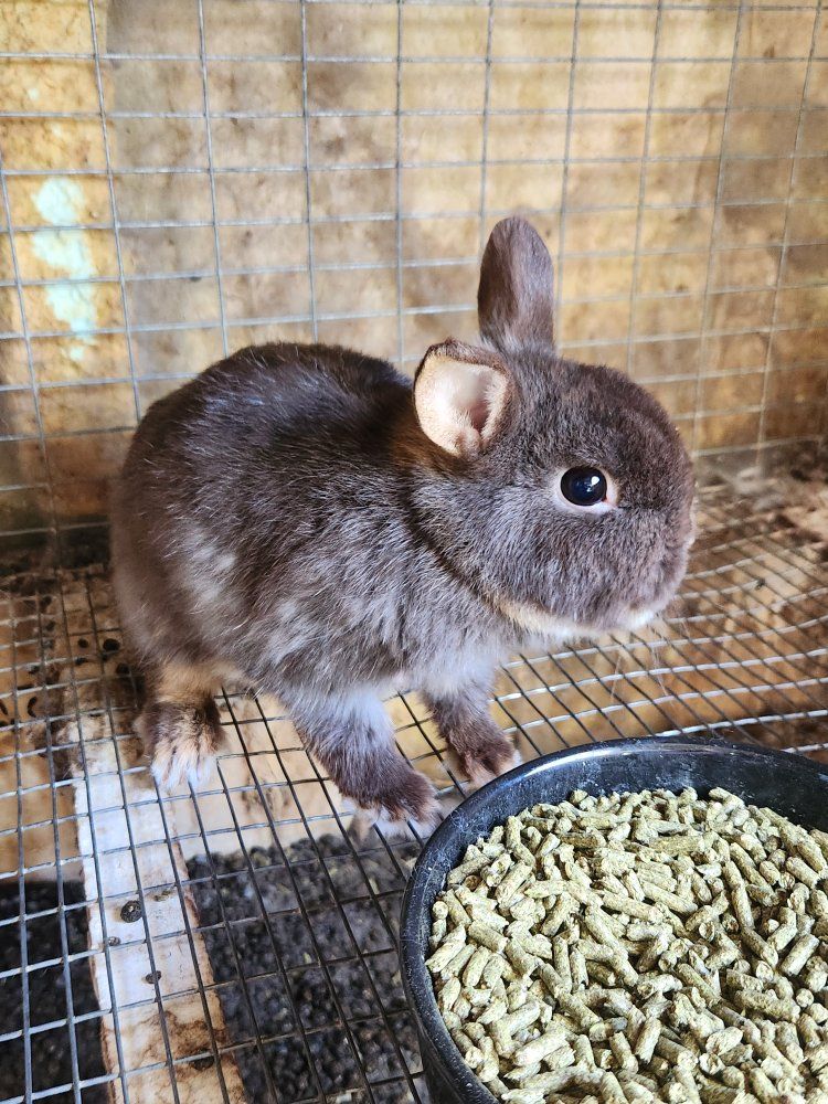 varieties of rabbits