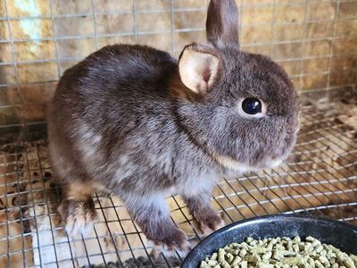 varieties of rabbits