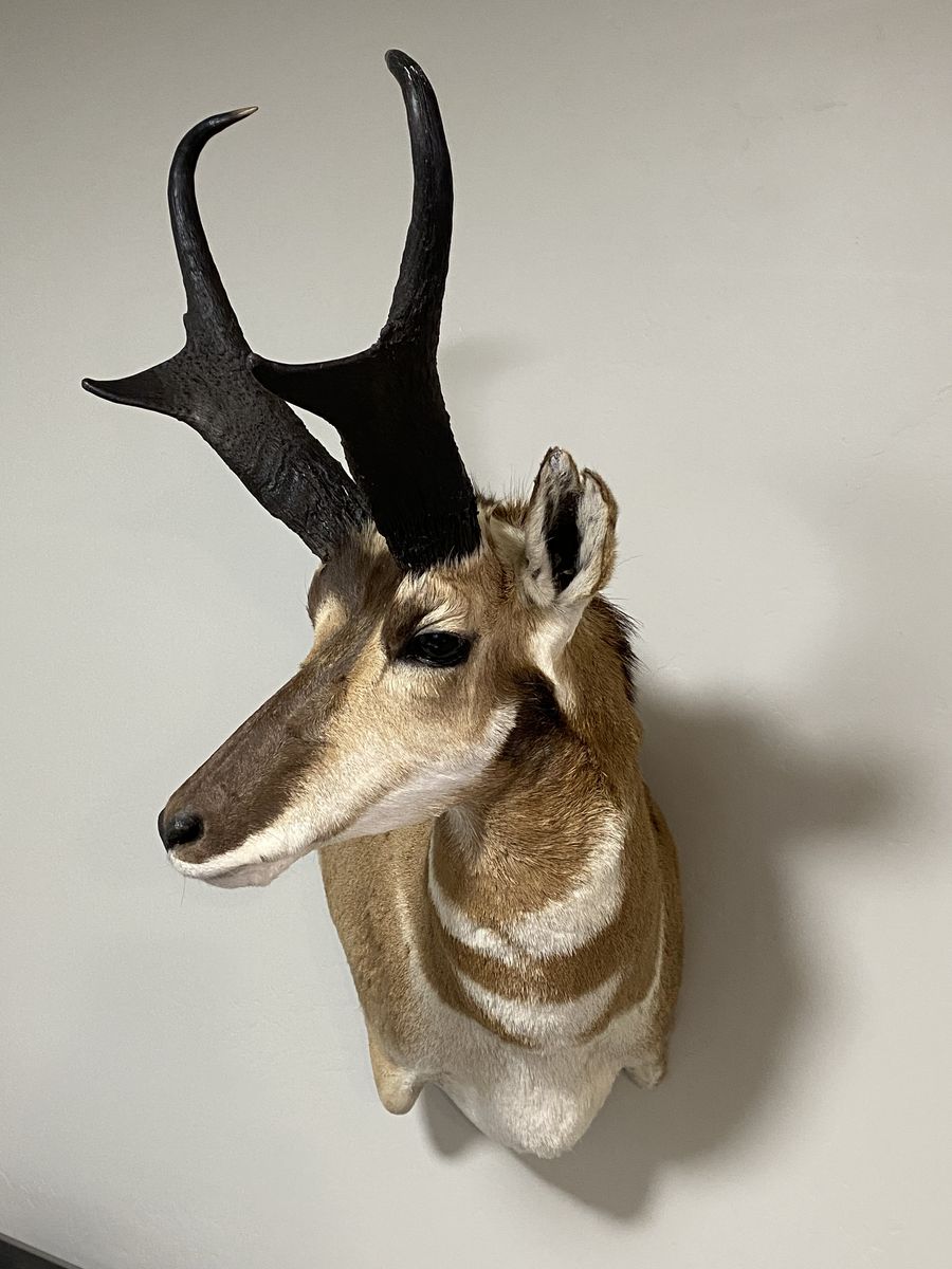 Huge Pronghorn Shoulder Mount!