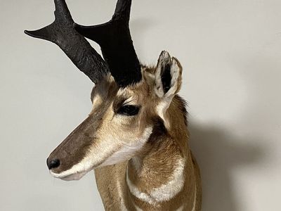 Huge Pronghorn Shoulder Mount!