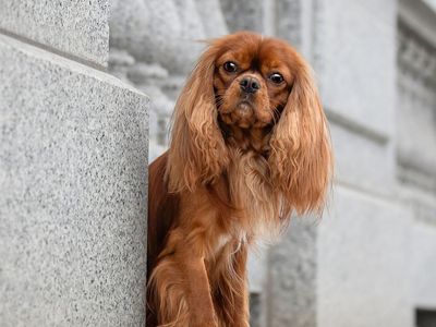 AKC Cavalier King Charles Spaniel Stud