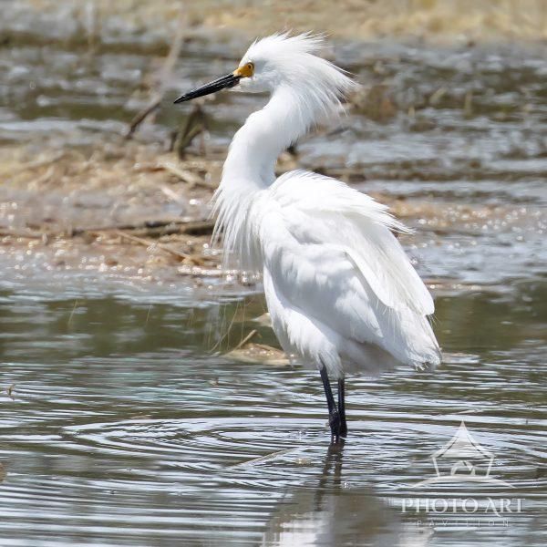The Great Egret Photo Art Print